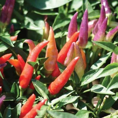 Ornamental Pepper -  6"