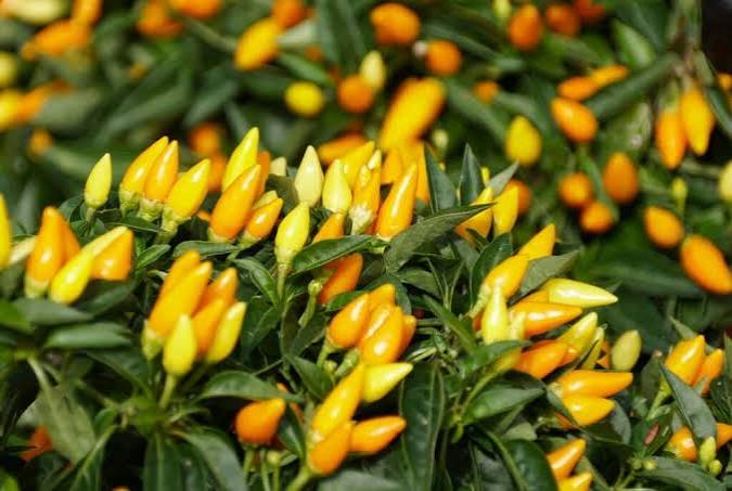 Ornamental Pepper -  6"