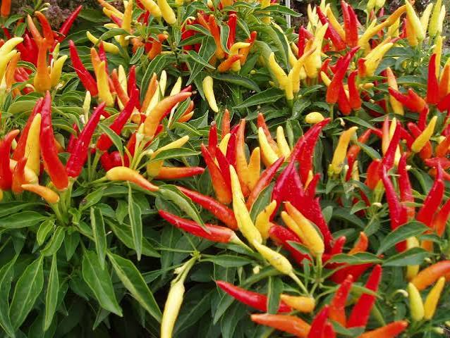 Ornamental Pepper -  6"