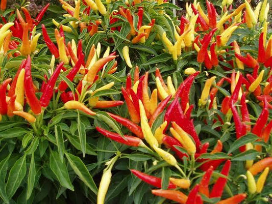 Ornamental Pepper -  6"