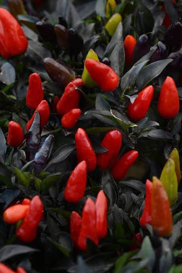 Ornamental Pepper -  6"