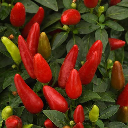 Ornamental Pepper -  6"