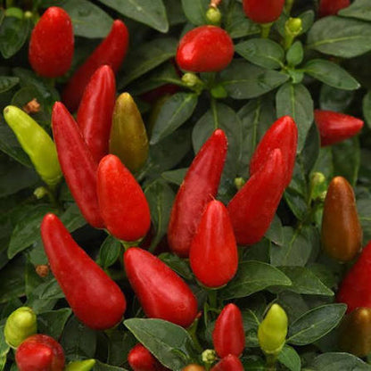 Ornamental Pepper -  6"