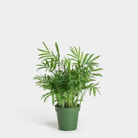Palm Neanthe Bella - 4"