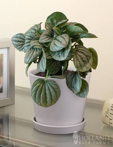 Peperomia Frost - 4"