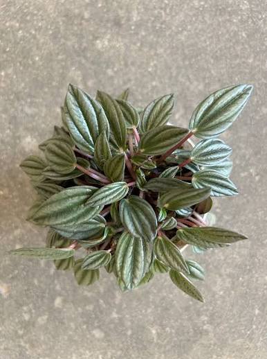 Peperomia San Marino - 4"
