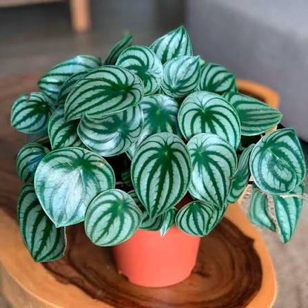 Peperomia Watermelon - 4"