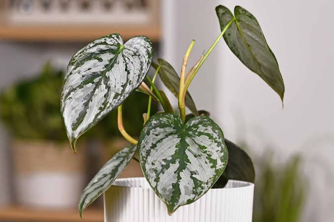 Philodendron Brandi