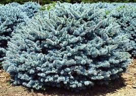 Picea Montgomery Blue Spruce