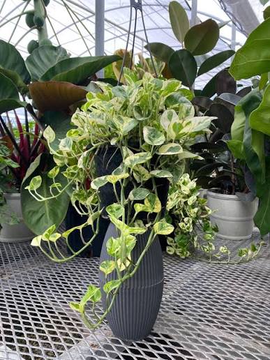Pothos N'Joy / Pearls & Jade