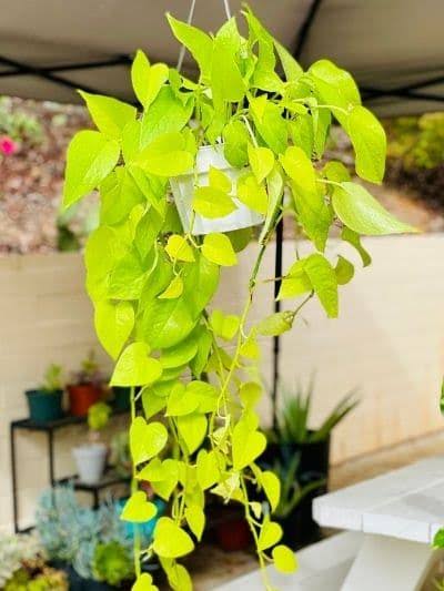 Pothos Neon