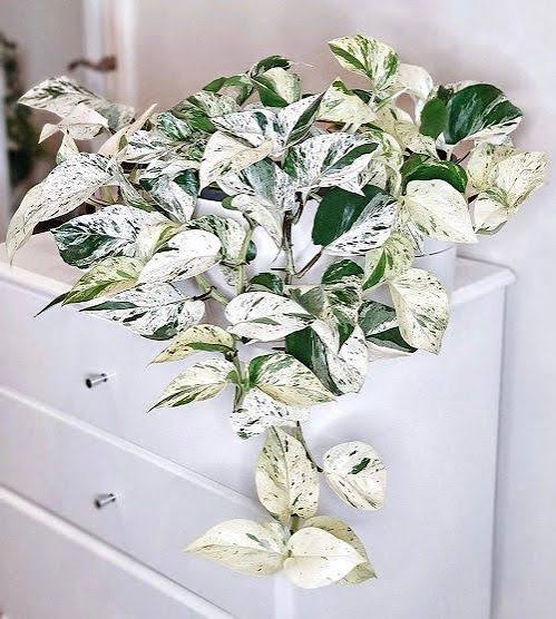 Pothos Snow Queen - 4"