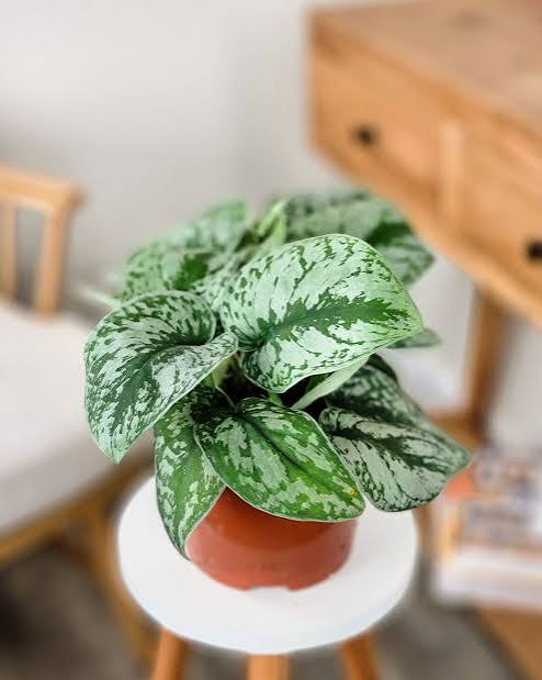 Scindapsus Silver Satin