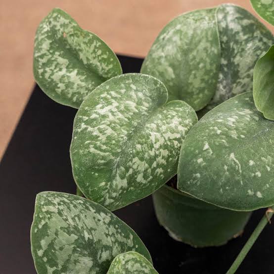 Scindapsus Silver Splash - 4"