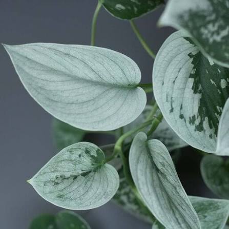 Scindapsus Silvery Ann - 4"