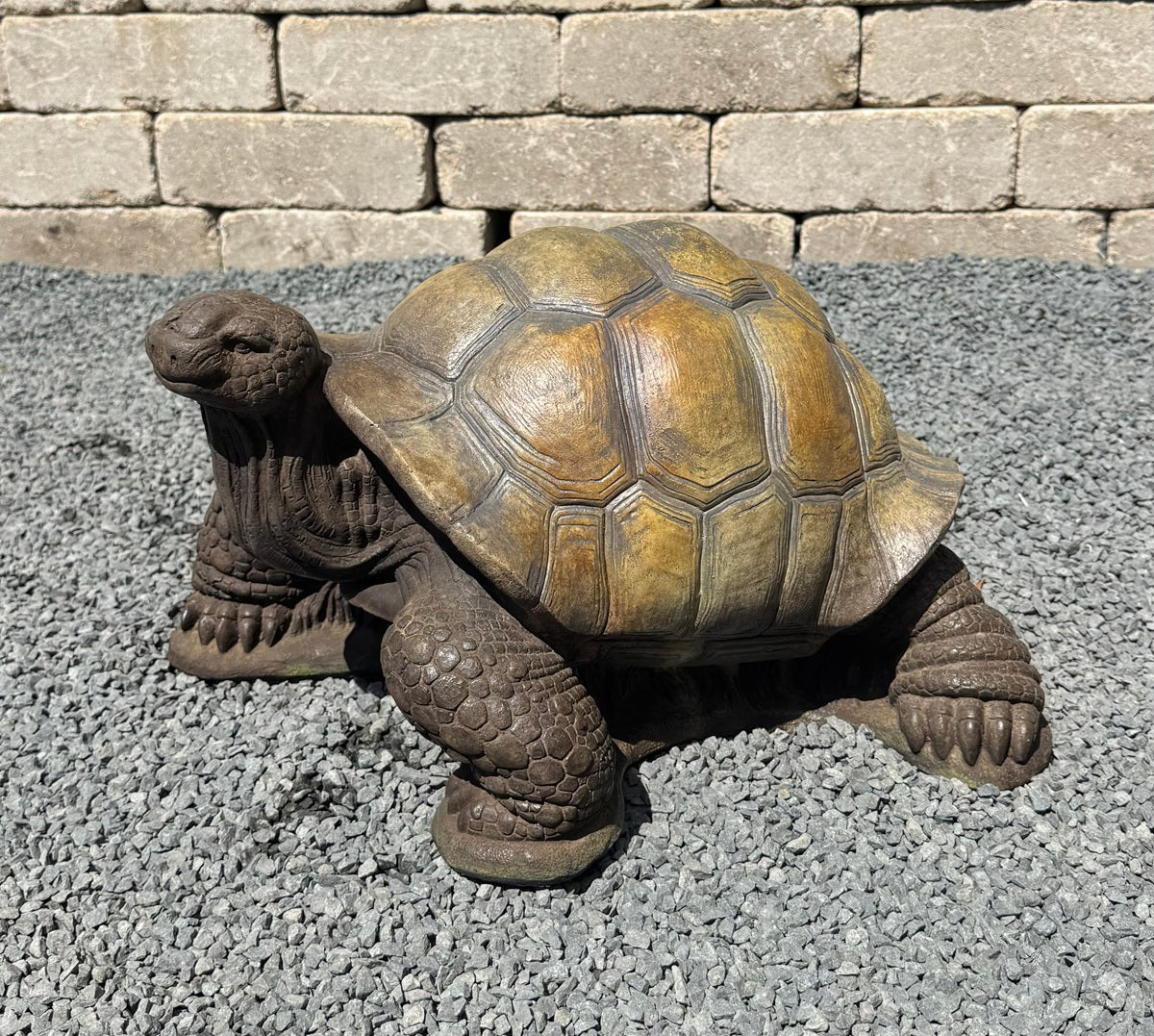 Medium Turtle