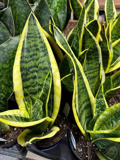 Snake Plant Superba - 4"