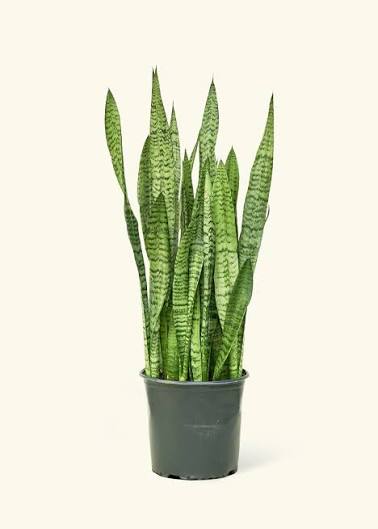 Snake Plant Zeylanica - 8"