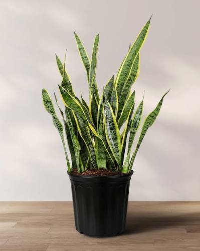 Snake Plant Laurentii - 6"