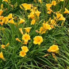 Stella D'Oro Hemerocallis