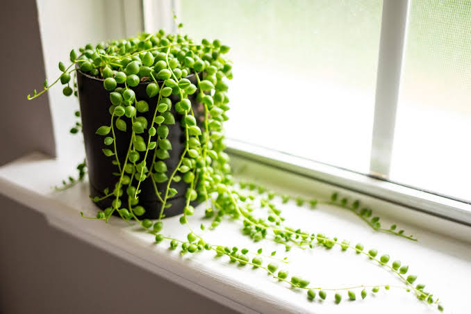 String of Pearls - 3.5"