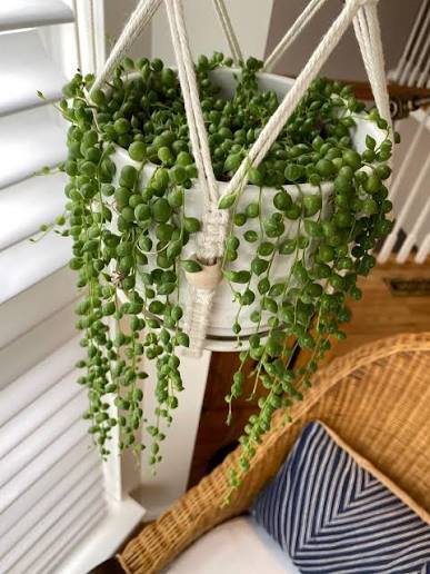 String of Pearls - 6" HB