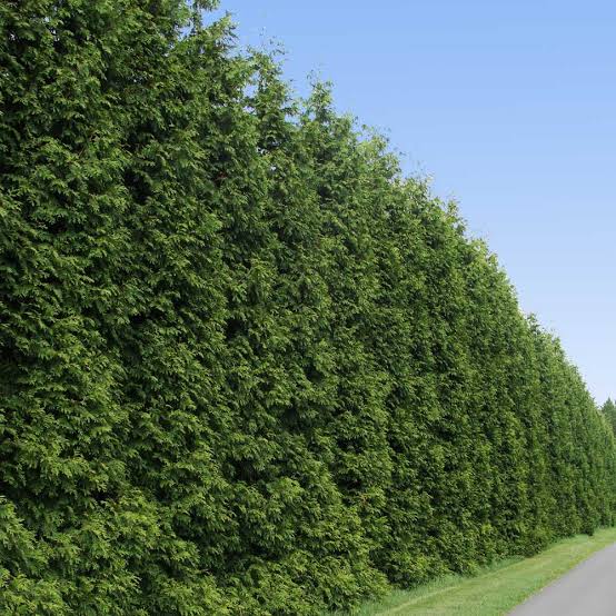 Thuja Green Giant - #10
