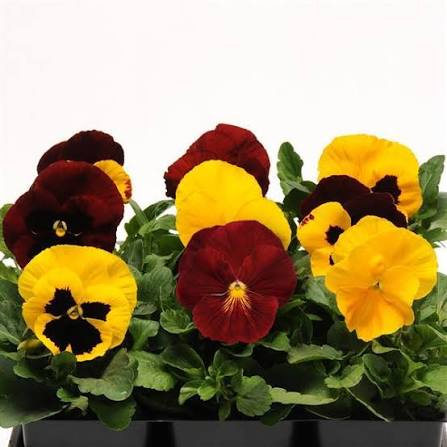 Pansy Matrix - 804 Deep