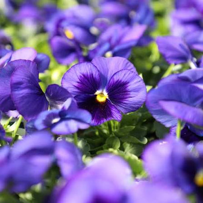 Pansy Matrix - 804 Deep