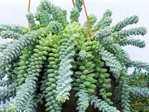 Burro's Tail - 6" HB