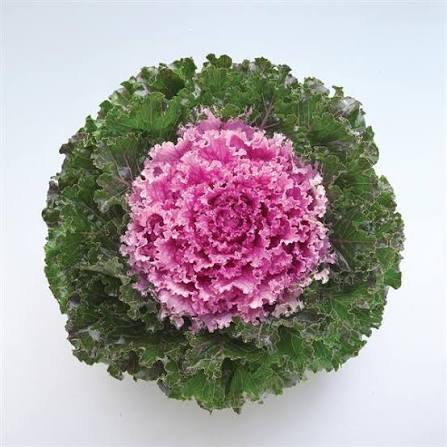 Flowering Kale - 6"