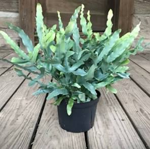 Fern Blue Star - 4"