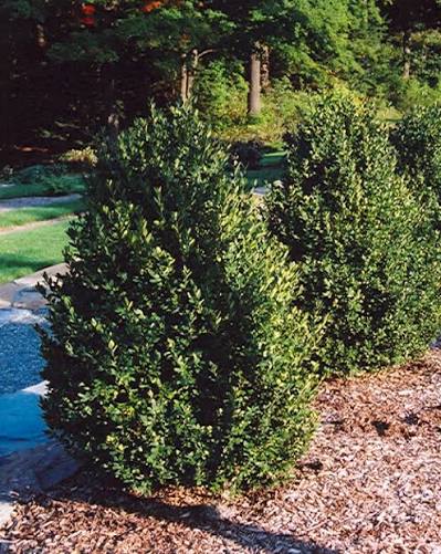 Boxus Green Mountain