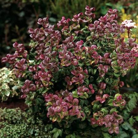 Leucothoe Axillaris - #3