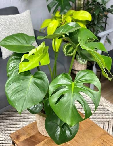 Monstera - 4"