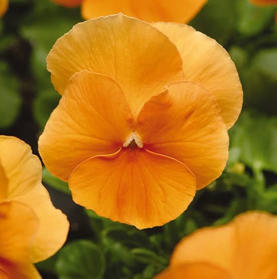 Pansy Matrix - 804 Deep