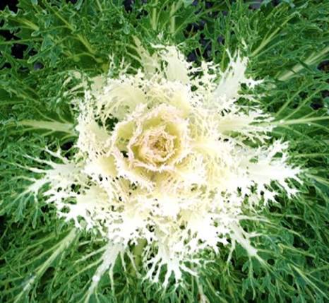 Flowering Kale - 6"