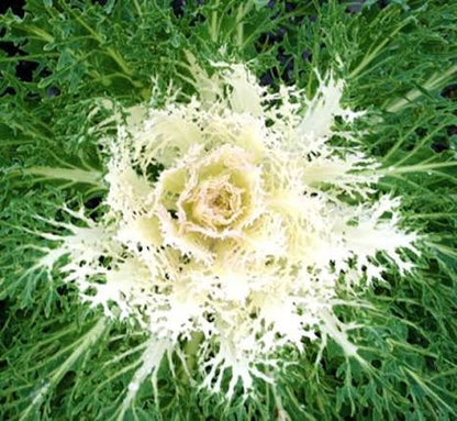 Flowering Kale - 6"