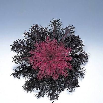 Flowering Kale - 6"