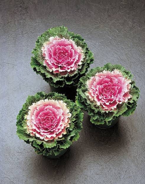 Flowering Cabbage - 6"