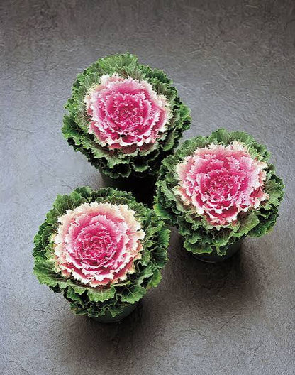 Flowering Cabbage - 6"