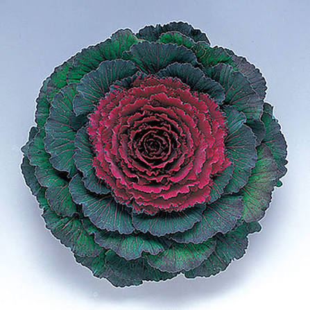 Flowering Cabbage - 6"