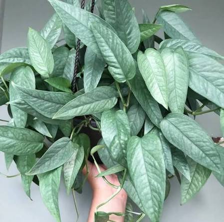 Pothos Cebu blue