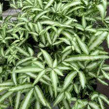 Fern Silver Ribbon - 4"