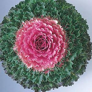 Ornamental Cabbage - 4.5"