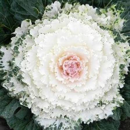 Ornamental Cabbage - 4.5"